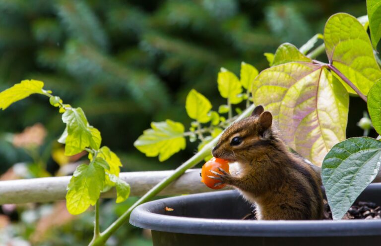 A chipmunk holding a small red tomato in a garden.