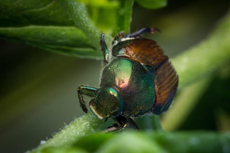 A close-up picture of a Japanese beetle crawling on a leaf stem