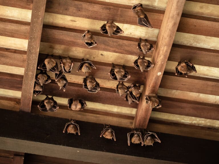 Group of Lesser Dog-faced Fruit Bat, Cyneropterus brachyotis. Also called Short-nosed or Common Fruit Bat. Animals hanging in the roof. Sungei Buloh Wetland Reserve, Singapore.