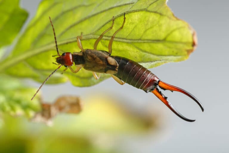 Close-up of earwig hanging on small and damaged leaf of tomato p