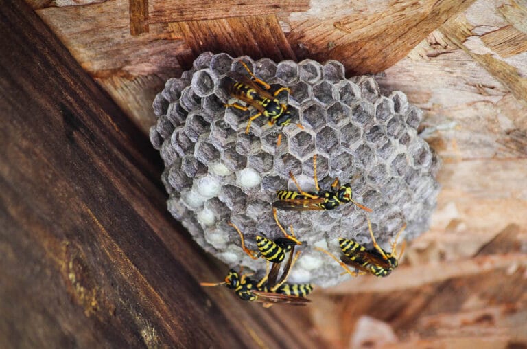 A wasp nest on the banister of a home with bright yellow wasps.