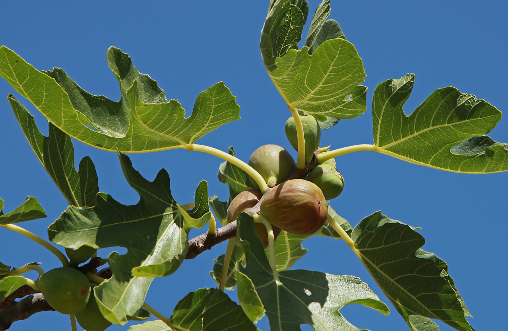 Hvad angår folk Intens beviser A Guide to Brown Turkey Fig Trees