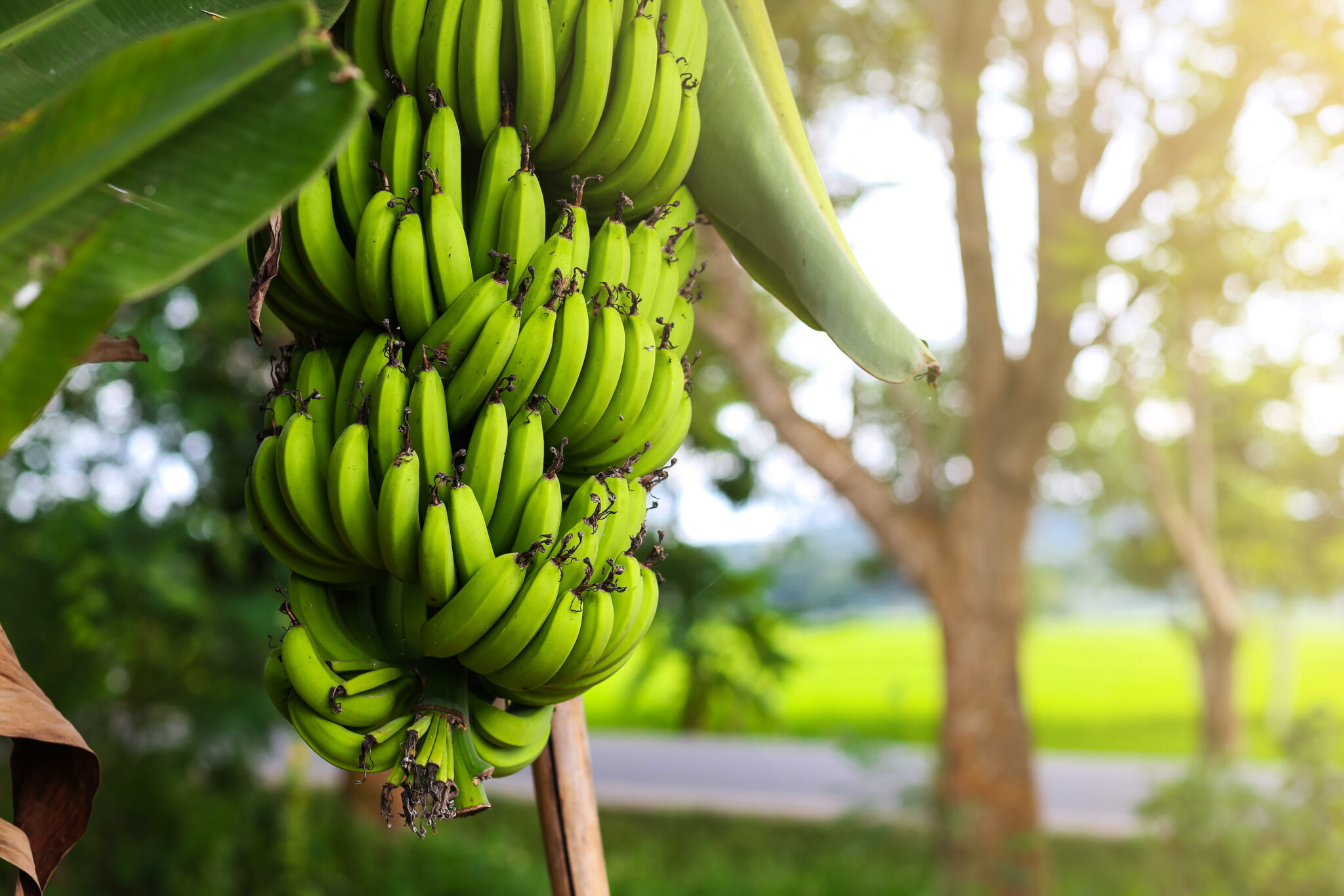 Comment savoir si un régime de banane est prêt à être coupé ?