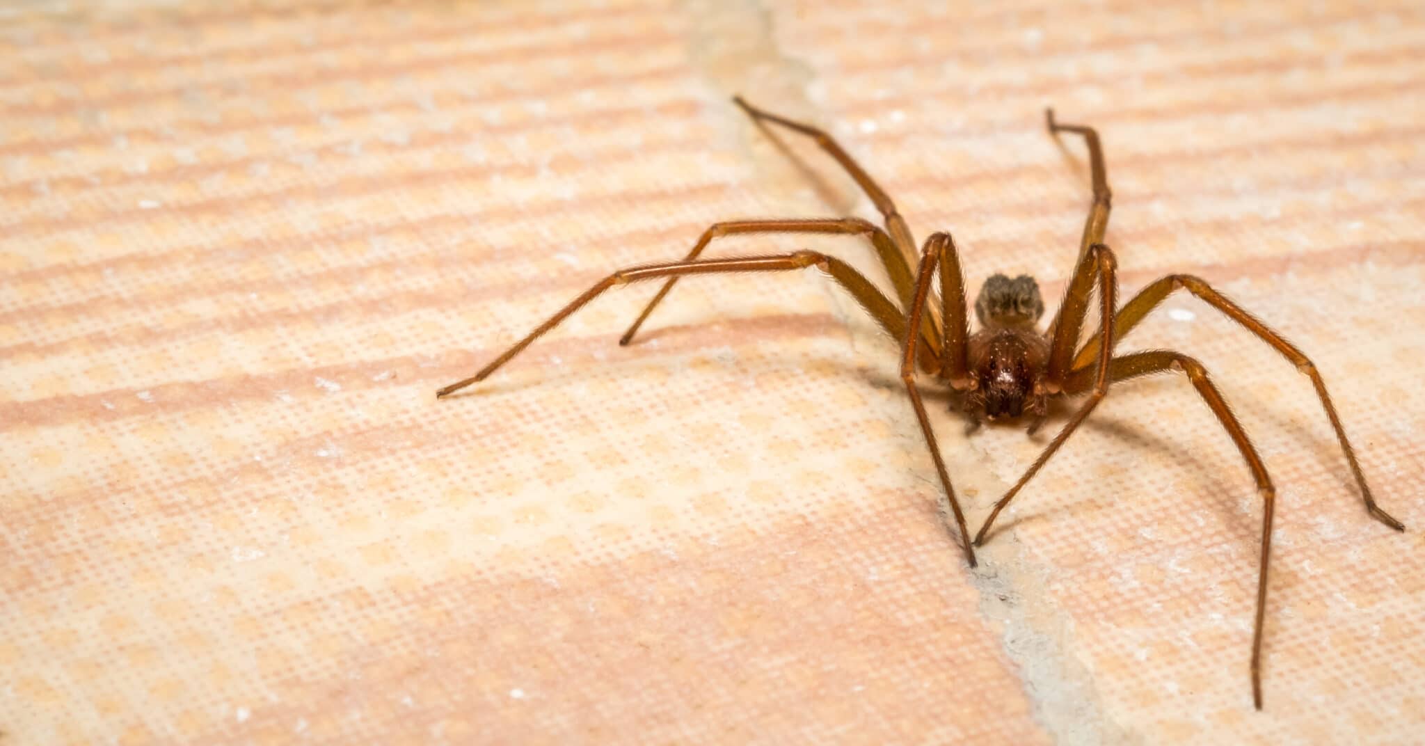 Brown Recluse Spiders Control - Information, Bites, & More