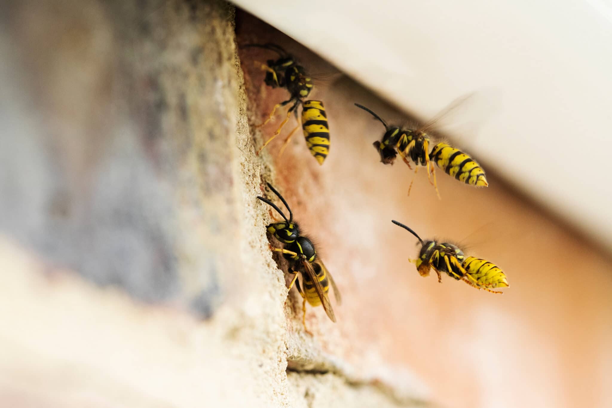 how to get a wasp out of your house without getting stung